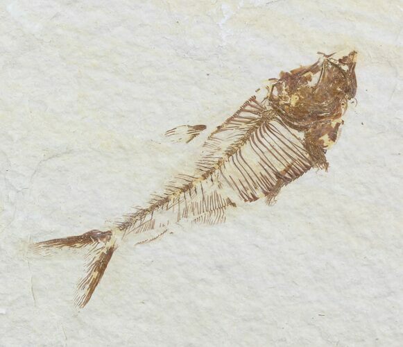 Bargain, Diplomystus Fossil Fish - Wyoming #51822